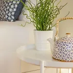 Green Suite